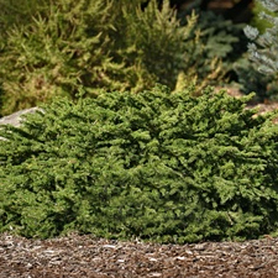 Picea a. 'Elegans'