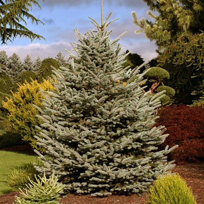 Picea p. 'Fat Albert'