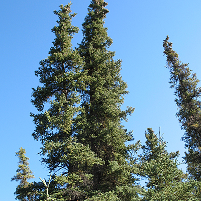 Picea glauca