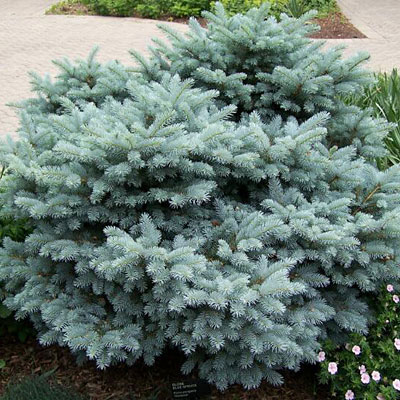 Picea p. 'Glauca Globosa'