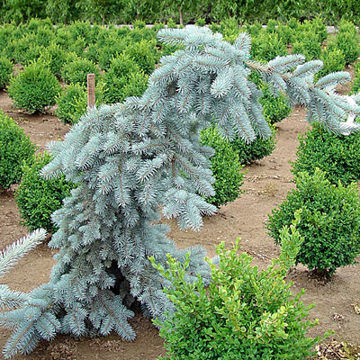 Picea p. 'Glauca Pendula'