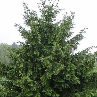 Picea or. 'Gowdy'