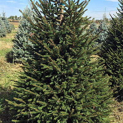 Picea abies (HOLIDAY)