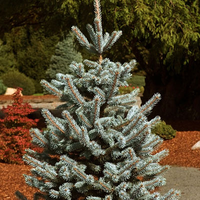 Picea p. 'Hoopsii'