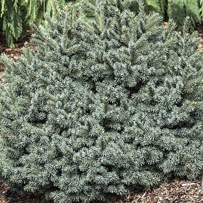 Picea e. 'Jasper'