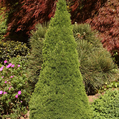 Picea g. 'Jean's Dilly'