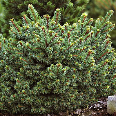 Picea a. 'Lanham's Beehive'