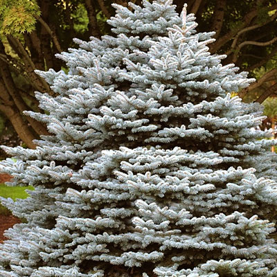Picea p. 'Montgomery'