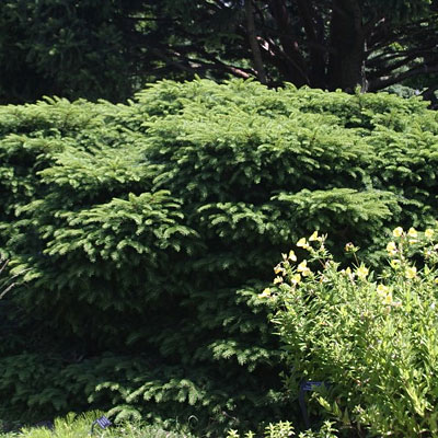 Picea a. 'Nidiformis'