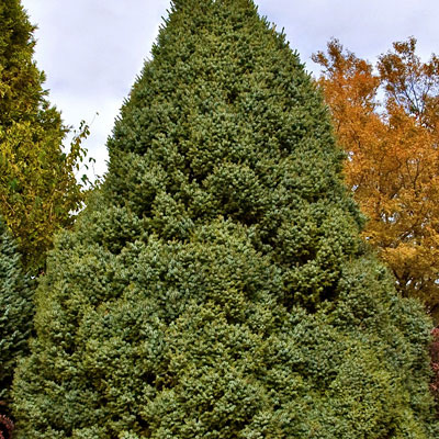 Picea om. 'Nana'