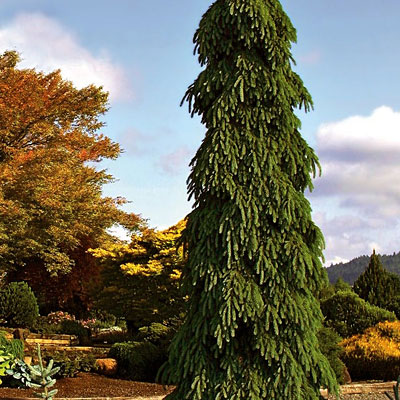 Picea g. 'Pendula'