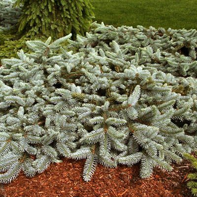 Picea p. 'Procumbens'