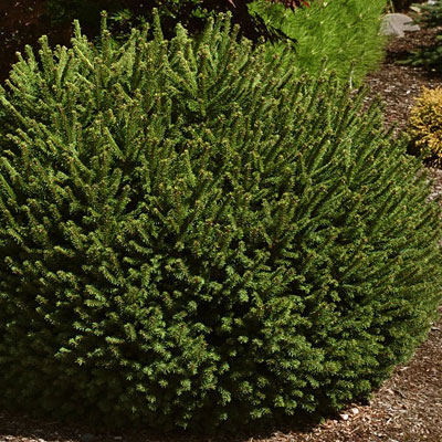 Picea a. 'Pumila'