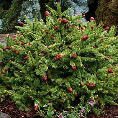 Picea a. 'Pusch'