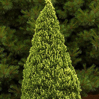Picea g. 'Rainbow's End'