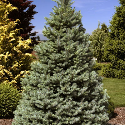 Picea p. 'Sester Dwarf'