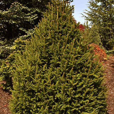 Picea a. 'Sherwood Compact'