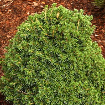 Picea a. 'Tompa'