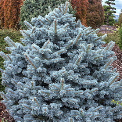 Picea p. 'Zafiro'