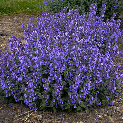 Nepeta x f. 'Picture Purrfect'