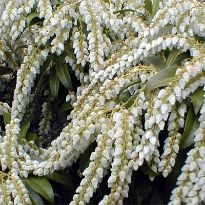 Pieris jap. 'Avalanche'