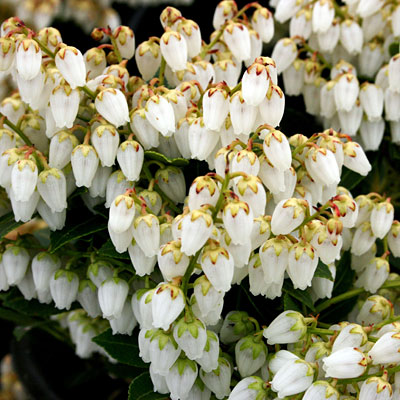 Pieris jap. 'Cavatine'