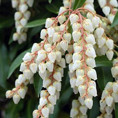 Pieris jap. 'Compacta'