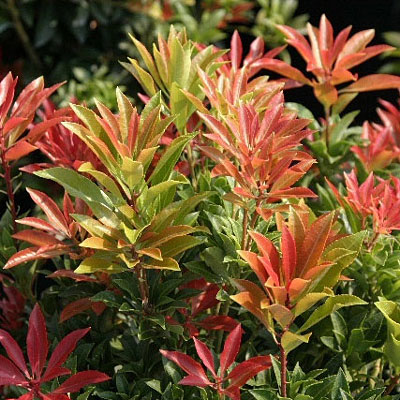 Pieris jap. 'Mountain Fire'