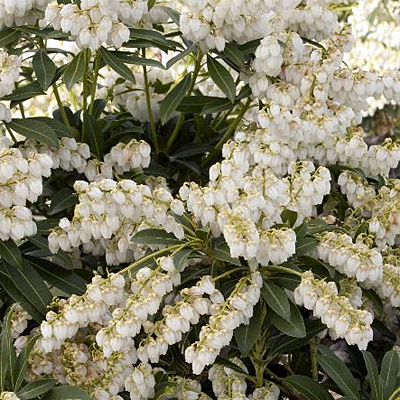 Pieris jap. 'Purity'