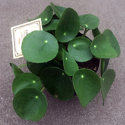 Pilea peperomioides