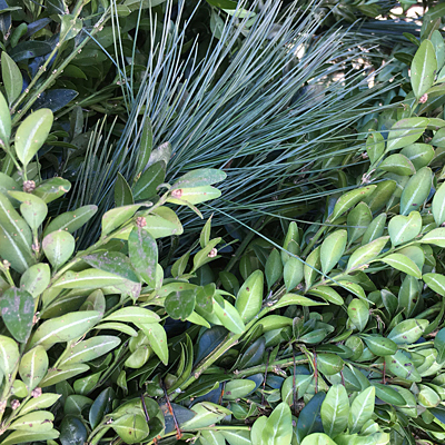 Roping - Mixed, Pine & Boxwood