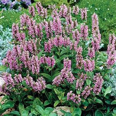 Nepeta nervosa 'Pink Cat'