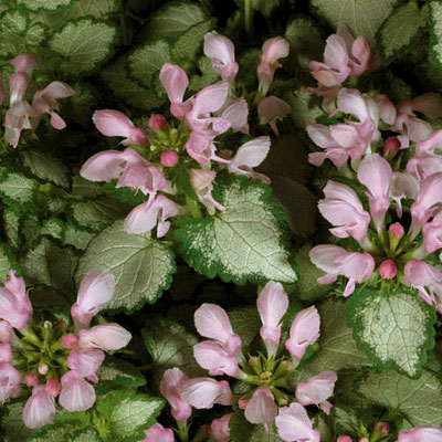 Lamium m. 'Pink Chablis'