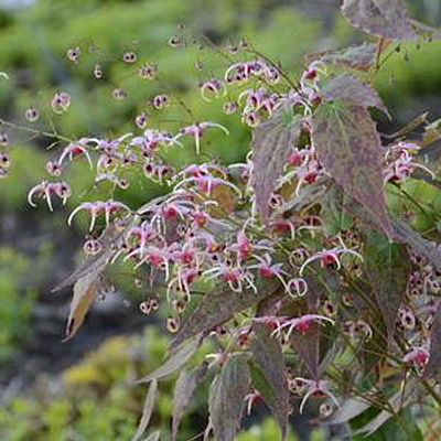 Epimedium x 'Pink Champagne'