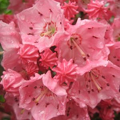 Kalmia l. 'Pink Charm'