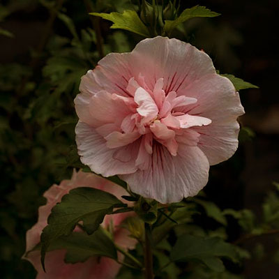 Hibiscus s. 'Pink Chiffon'