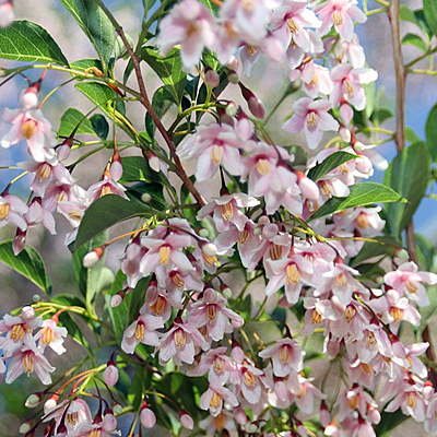 Styrax j. 'Pink Chimes'