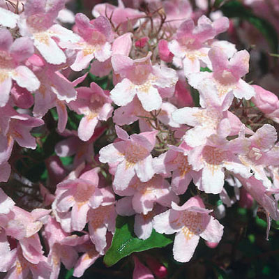 Kolkwitzia a. 'Pink Cloud'