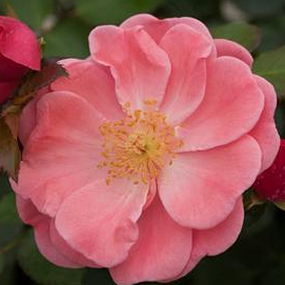 Rosa 'Oso Easy Pink Cupcake'