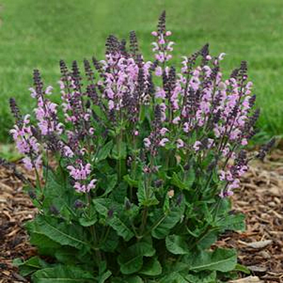 Salvia n. 'Pink Dawn'