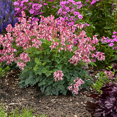 Dicentra x 'Pink Diamonds'