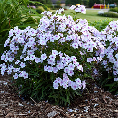 Phlox p. 'Opening Act Pink-A-Dot'