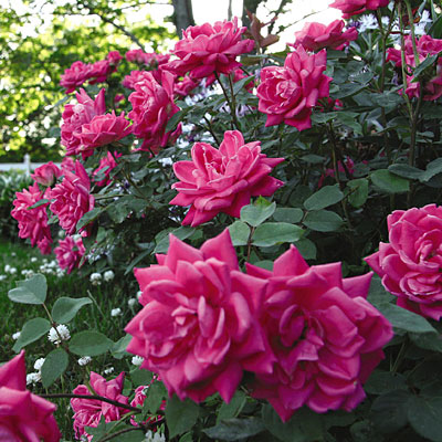 Rosa 'Pink Double Knock Out'