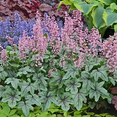 Heucherella 'Pink Fizz'