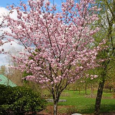 Prunus sarg. 'Pink Flair'