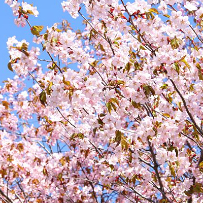 Malus sargentii 'Pink Flare'