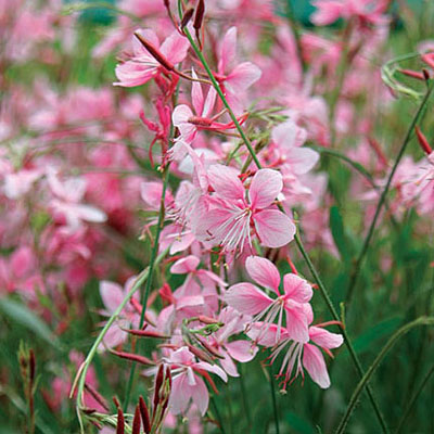 Gaura l. 'Pink Fountain'