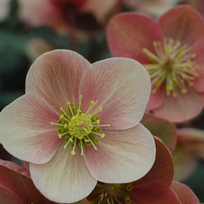 Helleborus x 'Pink Frost'