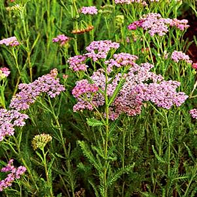Achillea m. 'Pink Grapefruit'