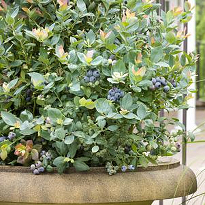 Vaccinium x 'Pink Icing'